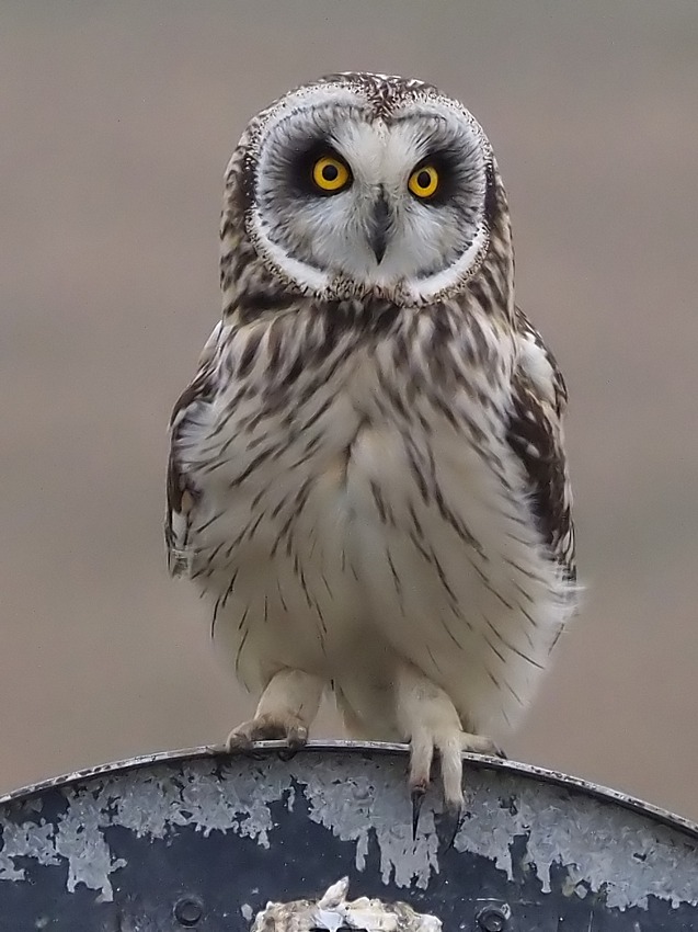 Gufo di Palude ( Asio flammeus )